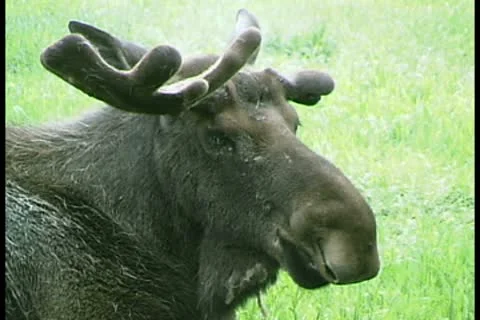 WorldClips-Moose-cu Видео 8947321