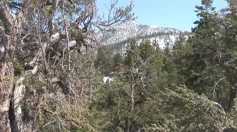 WorldClips-Mountain Trees-zooms Stock Footage 8924048