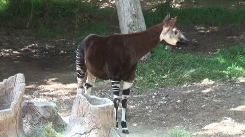 WorldClips-Okapi Stock Footage 8916816