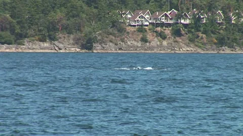 WorldClips-Orcas Off Coast 库存影片 8949261