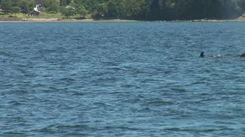 WorldClips-Orcas-pan Video stock 8949289