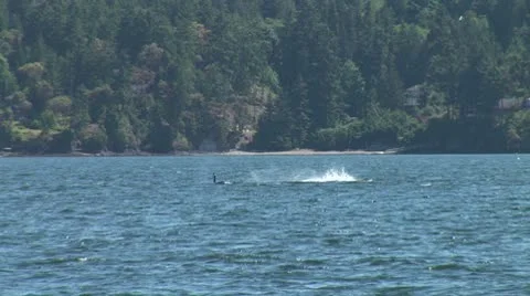 WorldClips-Orcas Tail Slaps Stock Footage 8949287