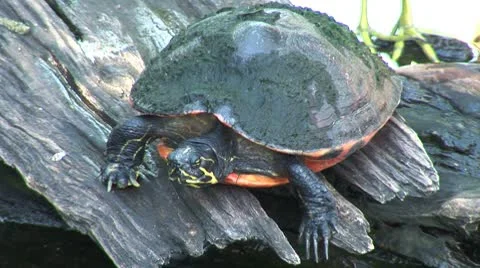WorldClips-Painted Turtle Stock Footage 8916437