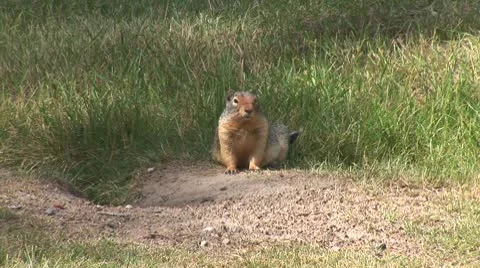 WorldClips-Pica Stock-Footage 8952602