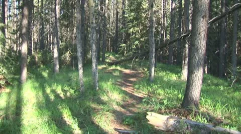 WorldClips-Pine Forest Path 库存影片 8919635