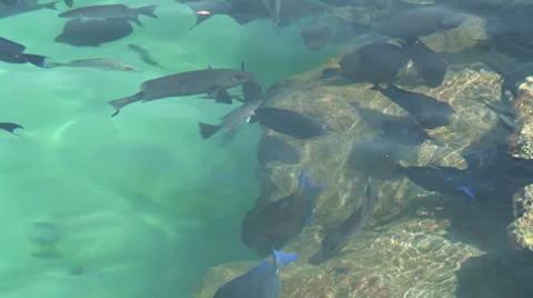 WorldClips-Reef Fish-zoom Stock Footage 8921580