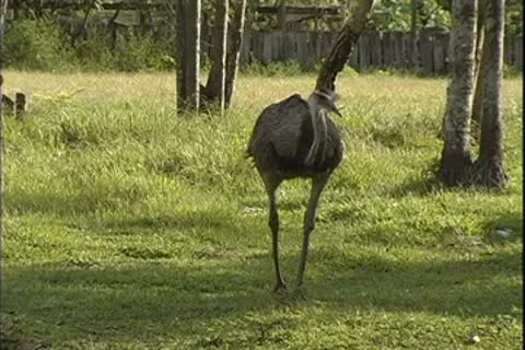 WorldClips-Rhea-pan Stock-Footage 8946935