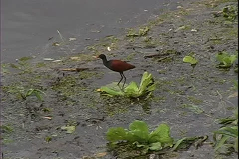 WorldClips-River Bird Feeds Stock-Footage 8946994