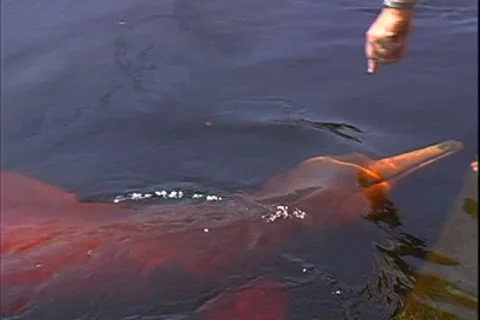 WorldClips-River Dolphin Fed Fish-ws Stock Footage