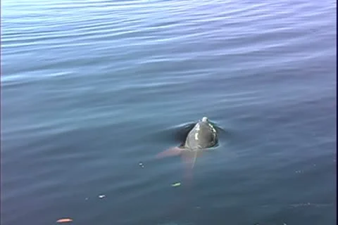 WorldClips-River Dolphin Leaves Stock Footage