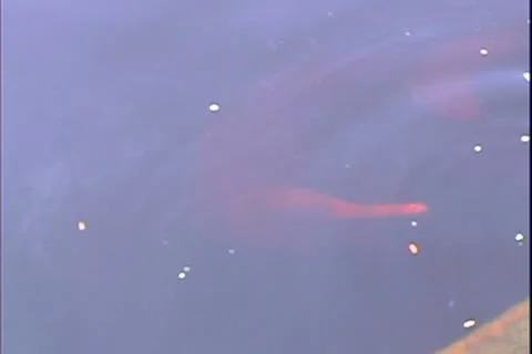 WorldClips-River Dolphins Arrive Stock Footage 8947023