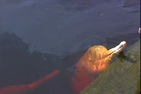 WorldClips-River Dolphins Leave Dock Video stock 8947026