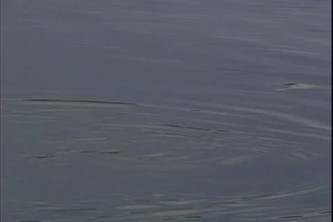 WorldClips-River Dolphins-ws Stock Footage