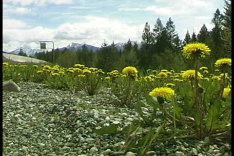 WorldClips-Roadside Dandelions-2 Video stock 8947356