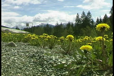 WorldClips-Roadside Dandelions Video stock 8947357
