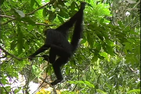 WorldClips-Spider Monkey Hangs-pans Video stock 8947056