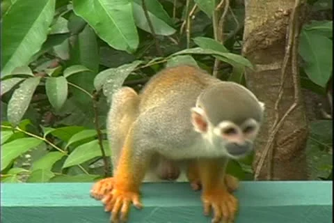 WorldClips-Squirrel Monkey-cu Video stock 8947060
