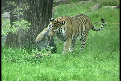 WorldClips-Tiger Plays Stock Footage 8947368