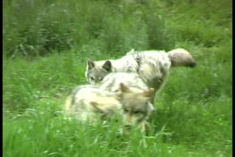 WorldClips-Wolves Stock Footage 8947383