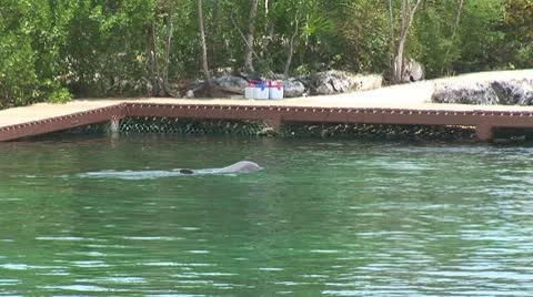 WorldClips-Xel-Ha Dolphin Stock-Footage 8921798