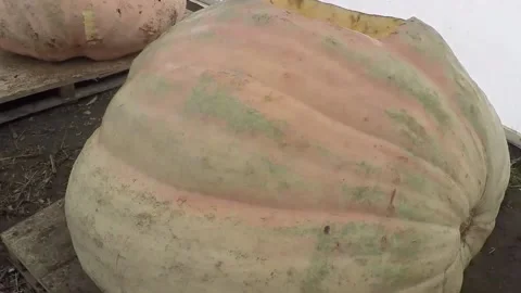 Worlds biggest Jack OLantern at York Maze Stock Footage 148647420