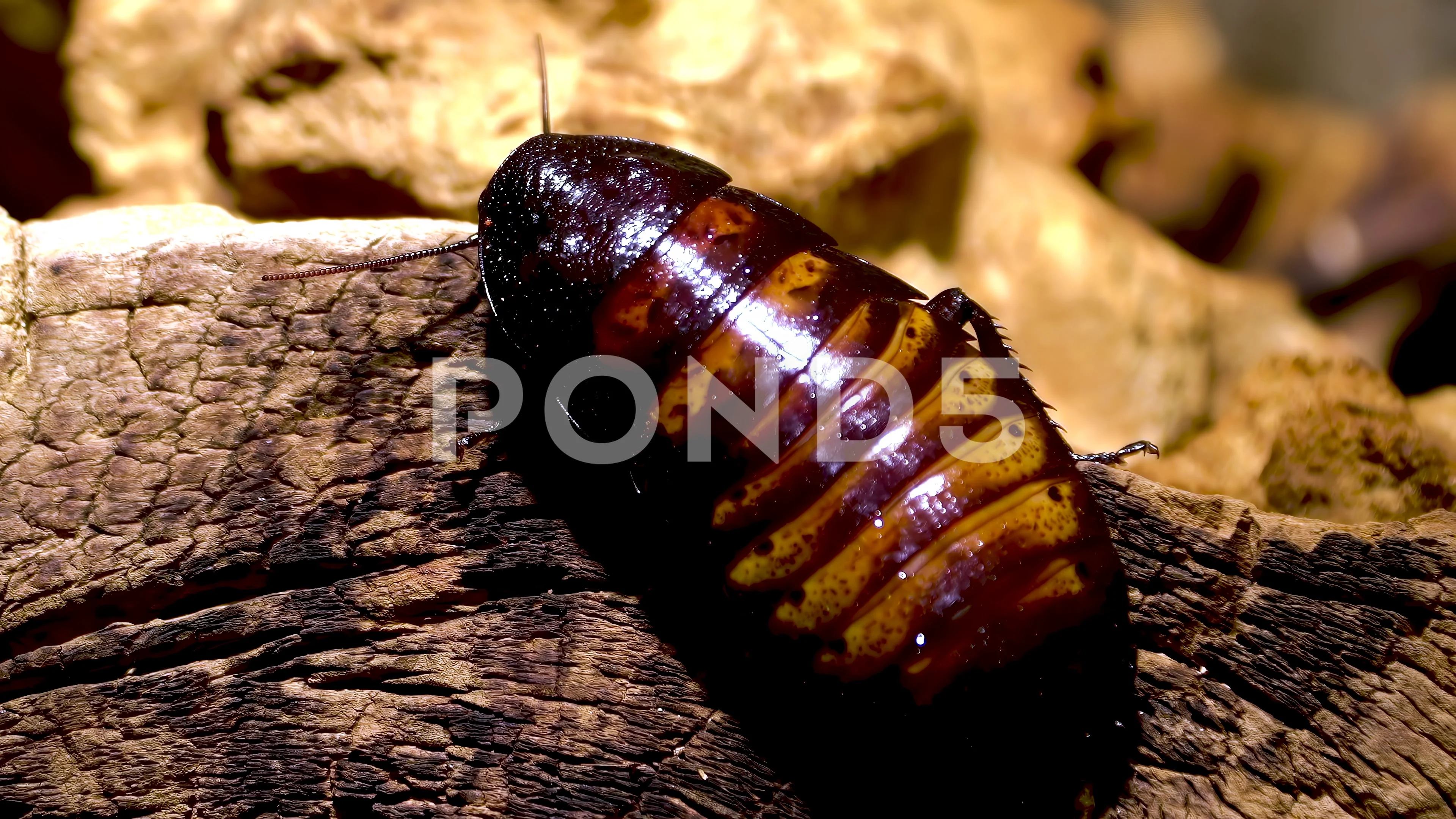 Largest cockroach on sale