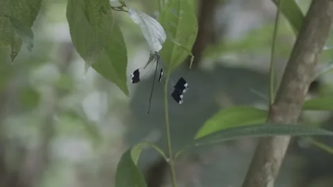 World's largest damselfly giant ethereal rainforest insect beautiful slow motion Stock Footage 250538706