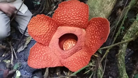 Worlds largest flower seen in peak bloom in Indonesia forest Stock Footage 106296384