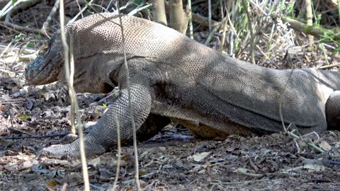 World's largest lizard encountered in the wild on Komodo Island Stock Footage 272599564
