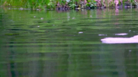 World's largest otters dive for big fish in the Amazon Vídeo Stock 272599572