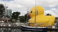 World's Largest Rubber Duck HD Footage