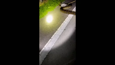 World's Longest Burmese Python Defeated on US Hwy 41, Naples, USA Video stock 247500564