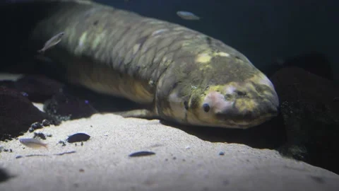 Worlds oldest lung fish Stock Footage 211229418
