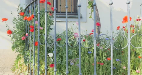 World’s oldest vineyard Stock Footage 144412757