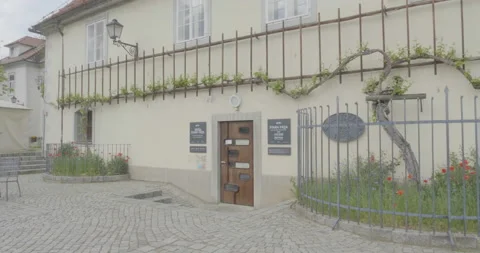 World’s oldest vineyard Stock Footage 145817942