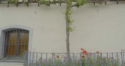 World’s oldest vineyard Video stock 145818026