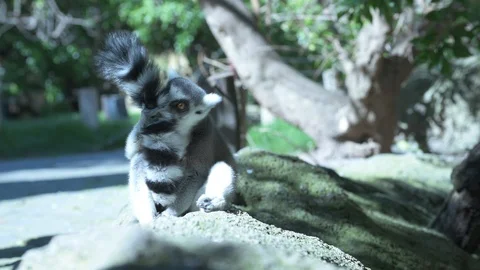 The world's quietest lemur Video stock 125645050