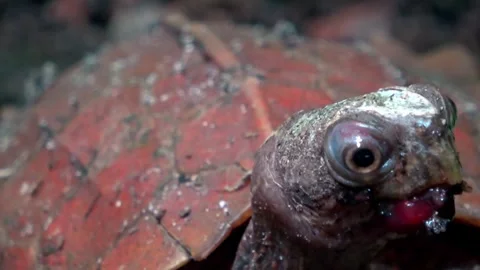 World's smallest turtle gets help to clean food off his face Stock Footage 272599601