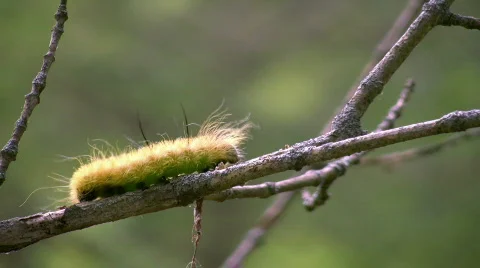 Worm 02.mov Stock Footage 141376