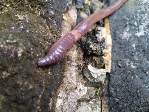 Worm 1 Stock-Fotos