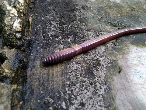 Worm 2 Stock Photos