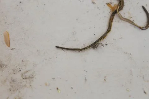 Worm 2 Foto stock