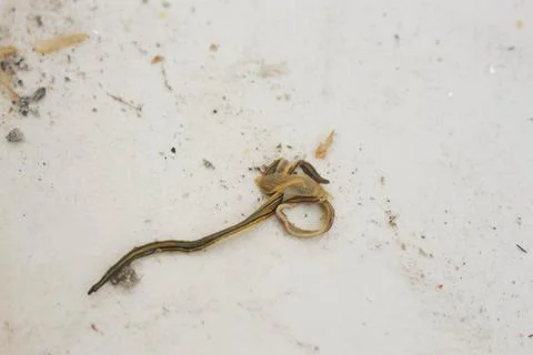 Worm 3 Stock Photos