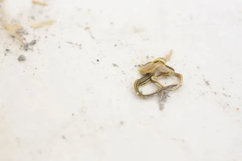 Worm 4 Foto stock