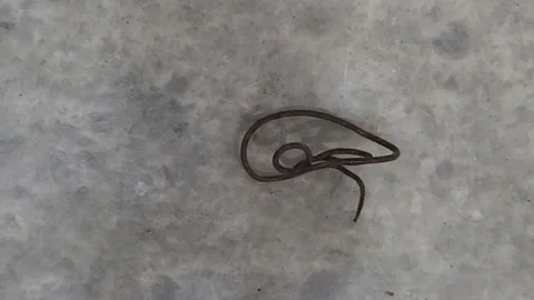 Worm 4k 스톡 동영상 222297234