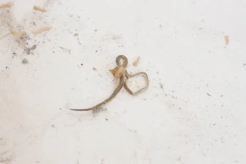 Worm 5 Stock Photos