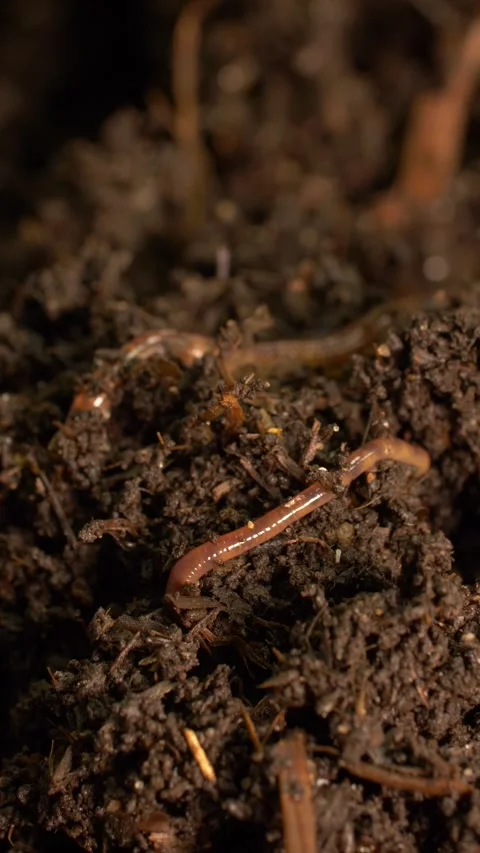 Worm activity in rich garden compost, vertical frame Video stock 328609673