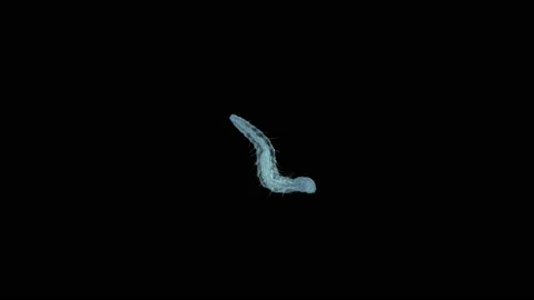Worm Aeolosoma sp. under a microscope, Aeolosomatidae family Stock Footage 158306664