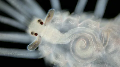 Worm Amblyosyllis sp. under the microscope, family Syllidae. Close-up of the Stock Footage 220263304