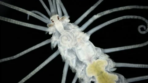 Worm Amblyosyllis sp. under the microscope, family Syllidae. Stock Footage 232567343